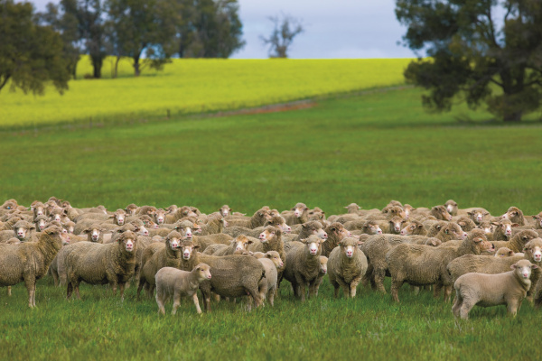 MLA and AWI wool and sheepmeat survey image