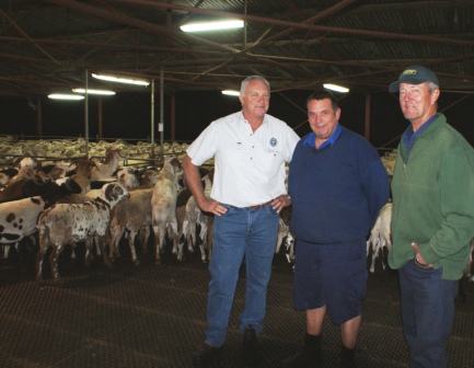 Carton Lamb May Replace Live Sheep Exports