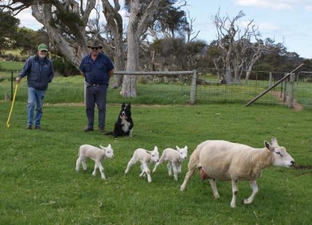 Another Texel/SAMM Win For Albany Breeder